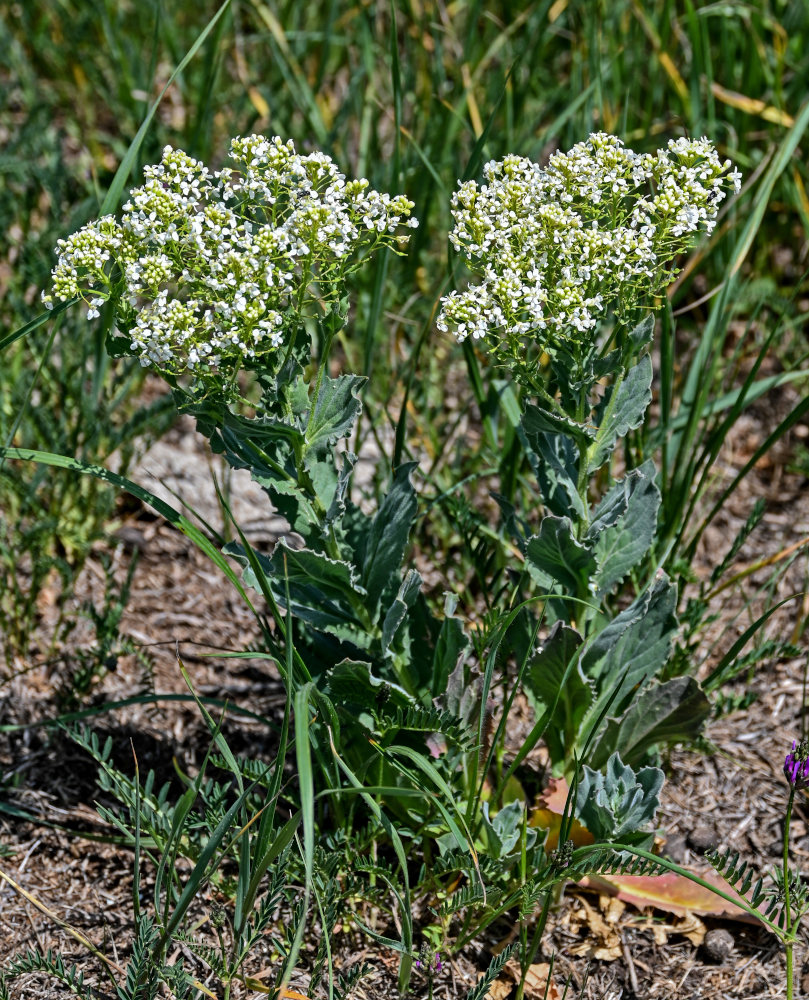 Image of Cardaria draba specimen.