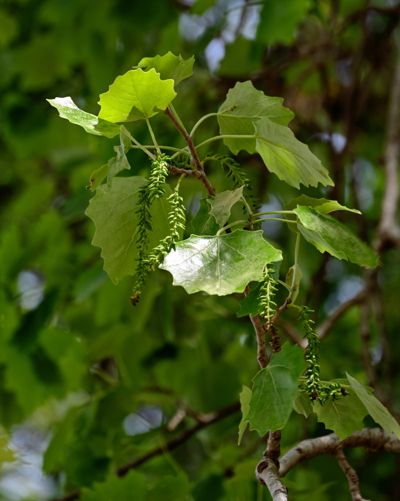 Image of Populus tremula specimen.