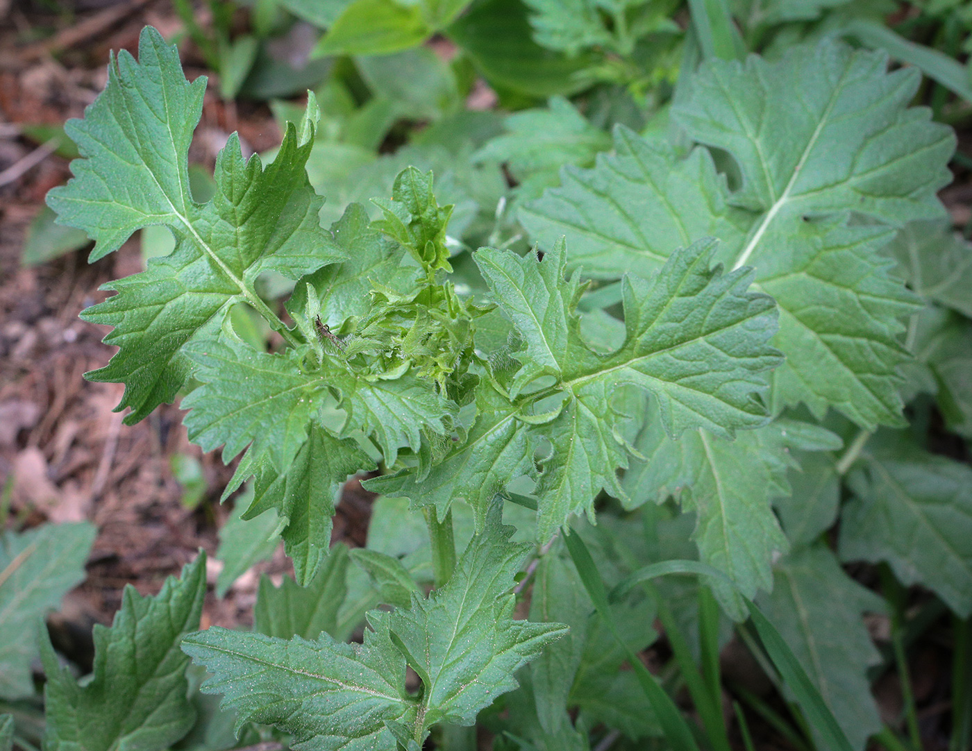 Image of Sisymbrium officinale specimen.