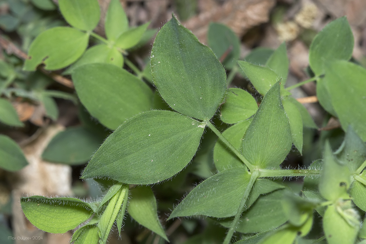 Image of Lathyrus laxiflorus specimen.