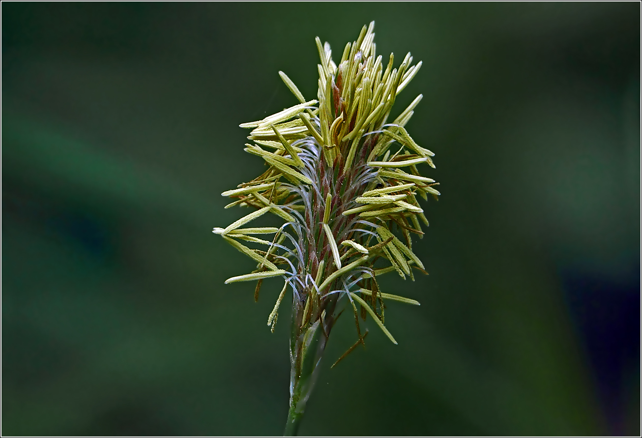 Image of Carex pilosa specimen.