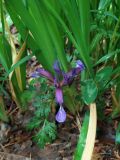 Смотреть изображение Iris graminea