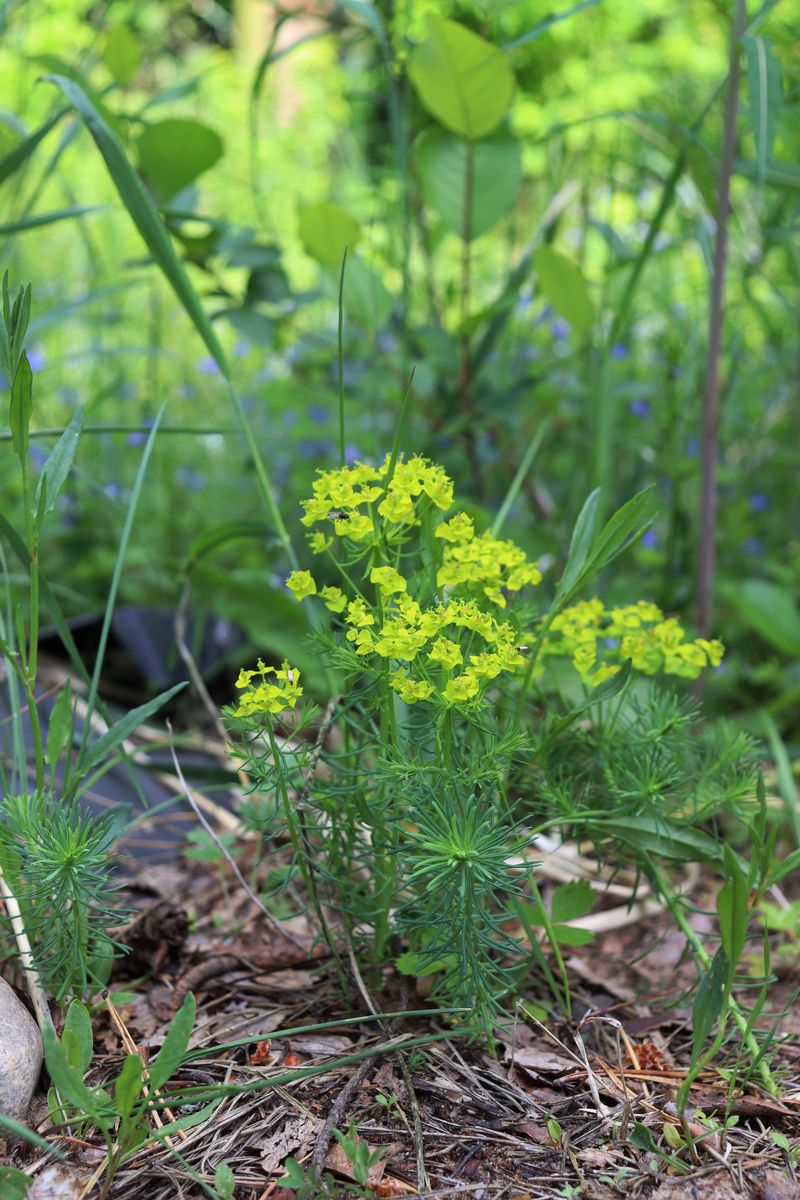 Image of Euphorbia cyparissias specimen.