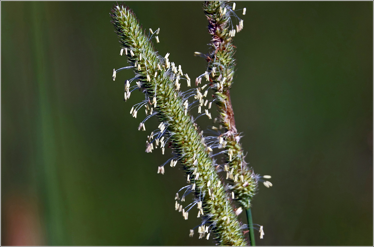 Image of Phleum pratense specimen.