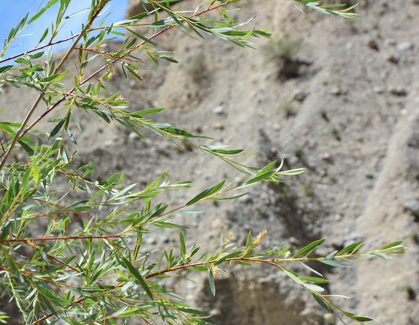 Image of genus Salix specimen.