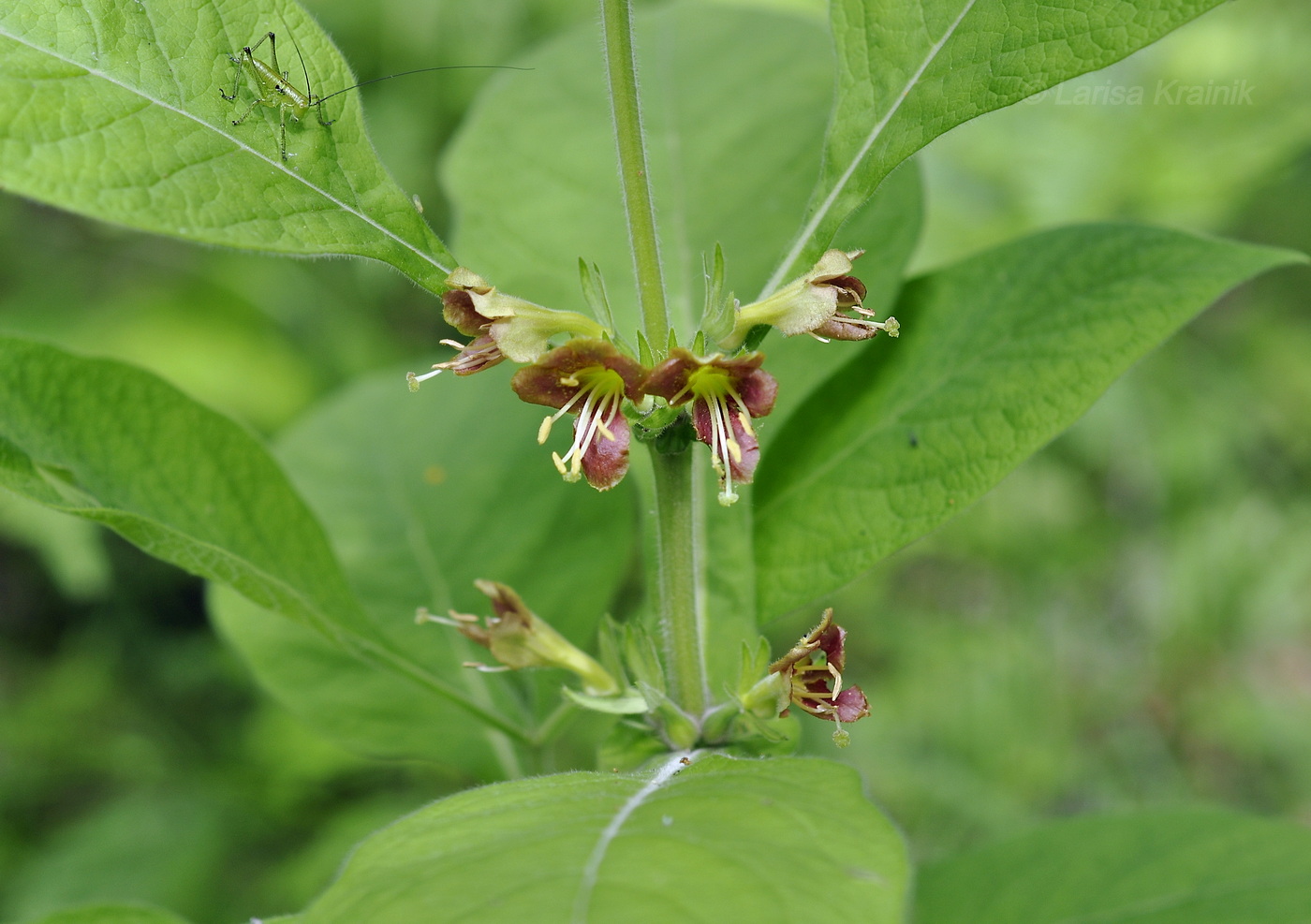 Изображение особи Triosteum sinuatum.