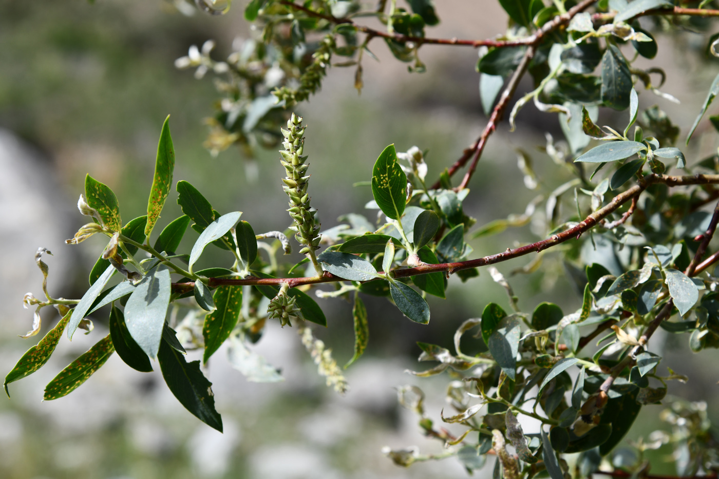 Image of genus Salix specimen.