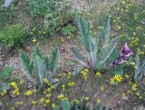 Phlomoides fulgens