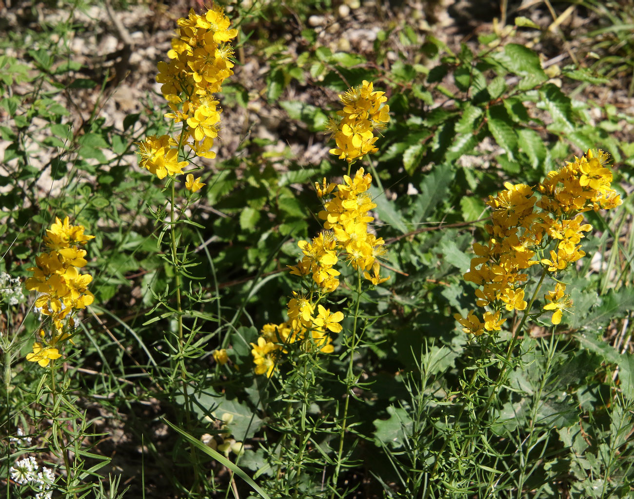 Image of Hypericum lydium specimen.