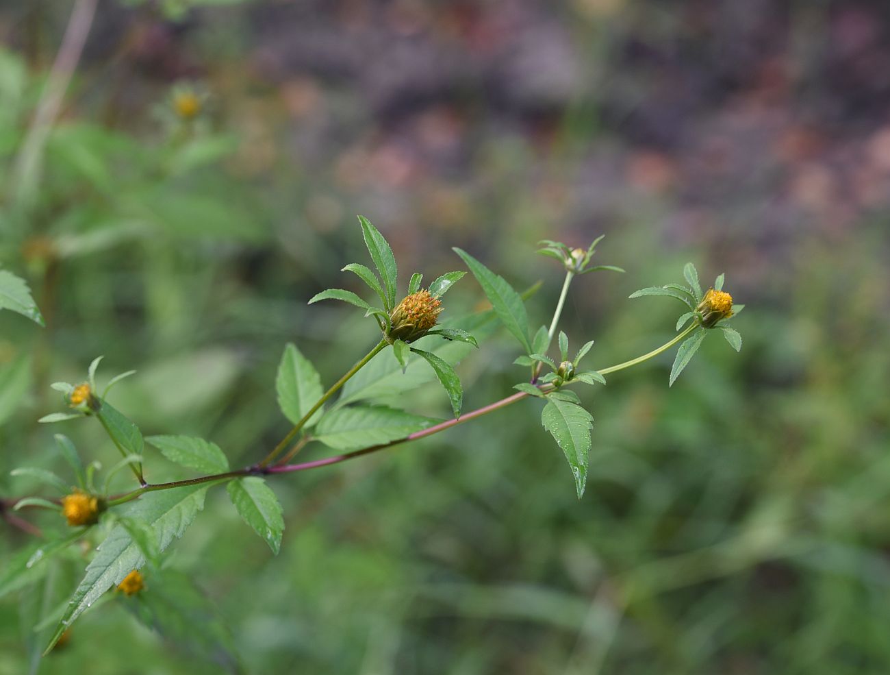 Image of Bidens frondosa specimen.