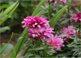 Chrysanthemum indicum