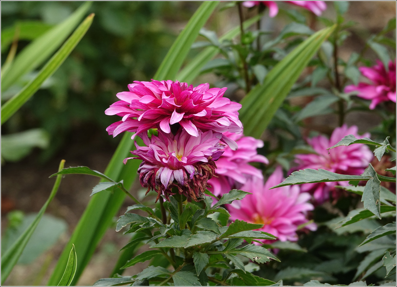 Image of Chrysanthemum indicum specimen.