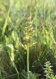 Dactylorhiza viridis