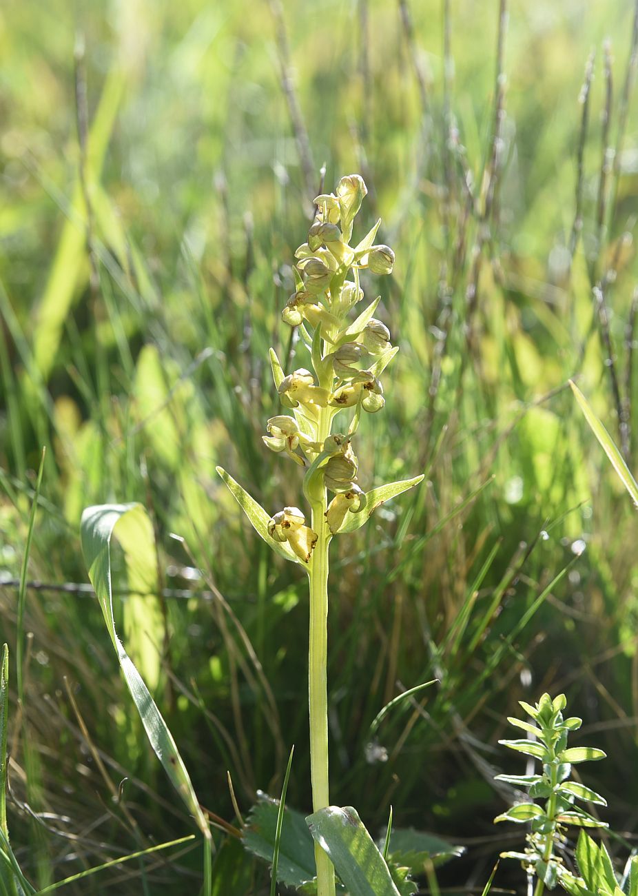 Изображение особи Dactylorhiza viridis.