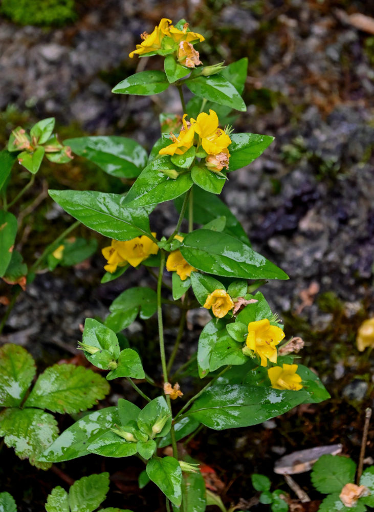 Изображение особи Lysimachia melampyroides.