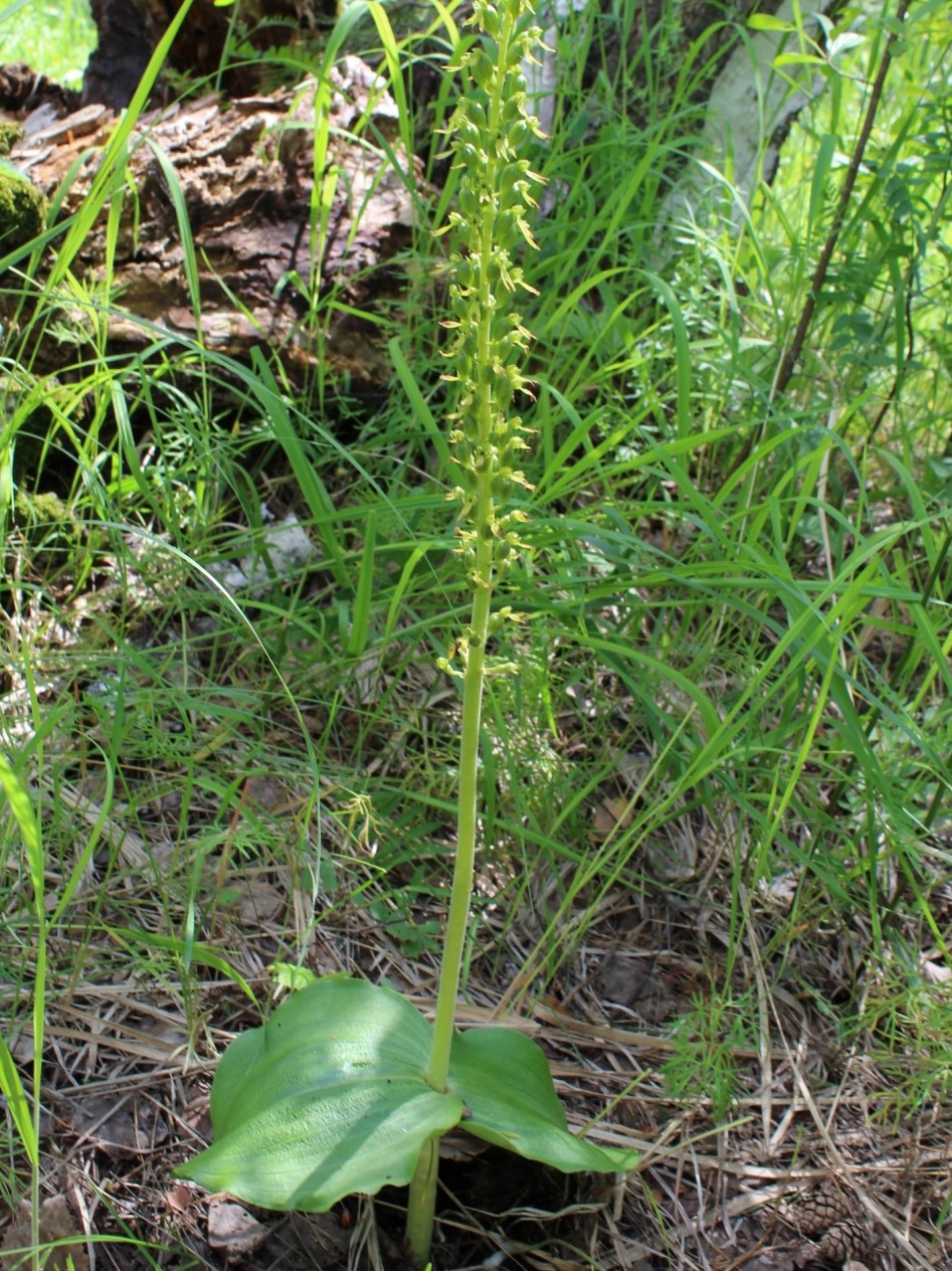 Image of Listera ovata specimen.