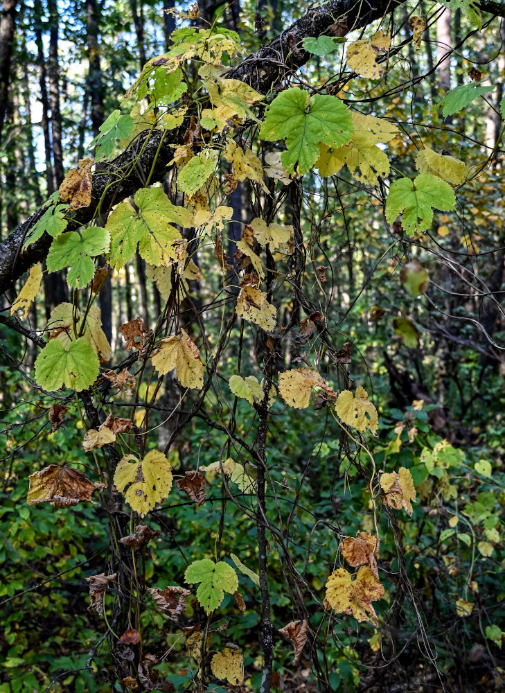 Image of Humulus lupulus specimen.