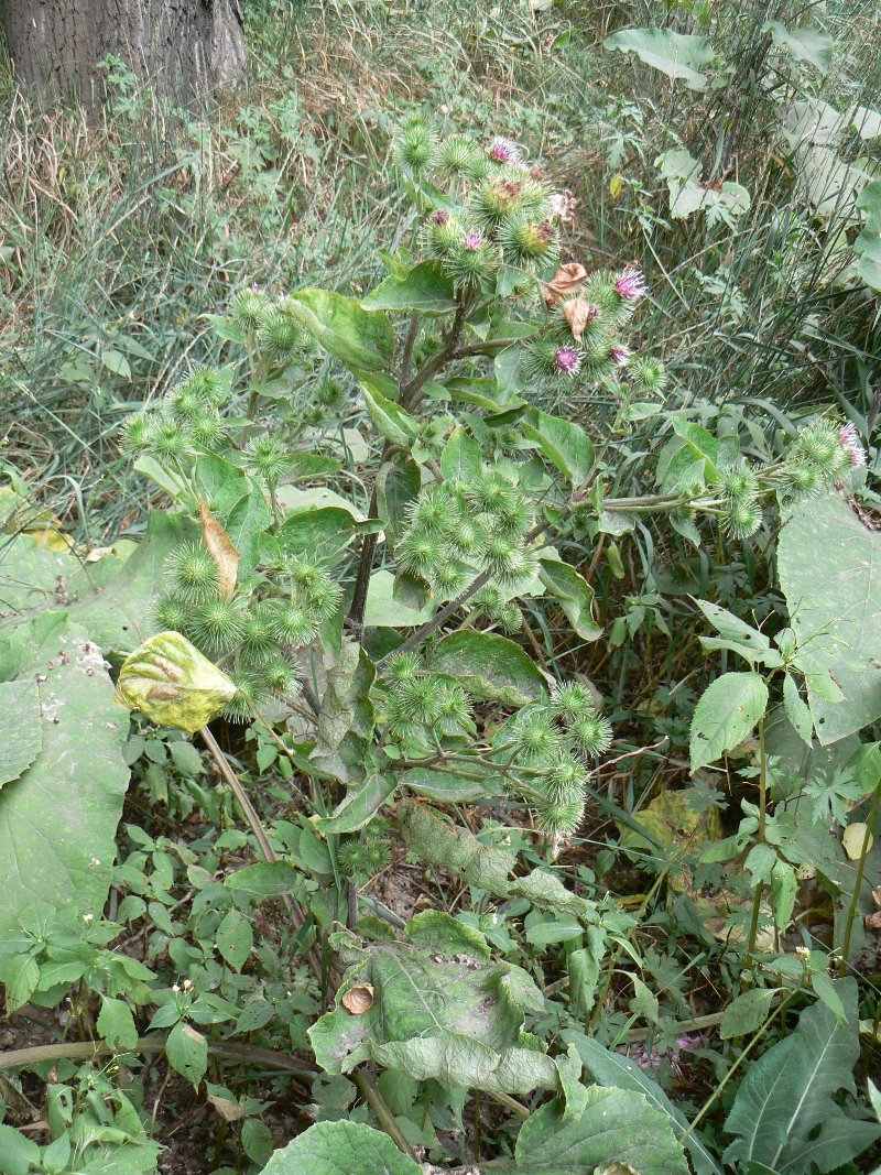 Image of Arctium lappa specimen.