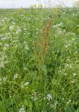 Rumex longifolius