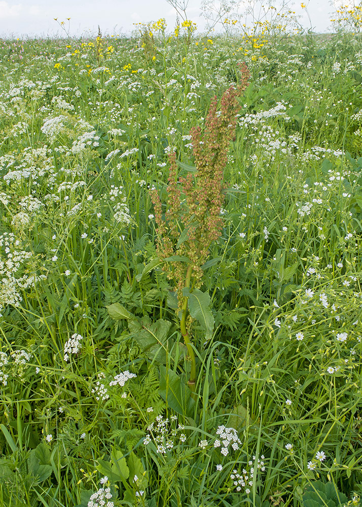 Image of Rumex longifolius specimen.