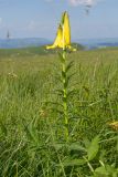 Lilium monadelphum. Цветущее растение. Карачаево-Черкесия, Зеленчукский р-н, гора Джисса, ≈ 1600 м н.у.м., субальпийский луг. 14.06.2024.