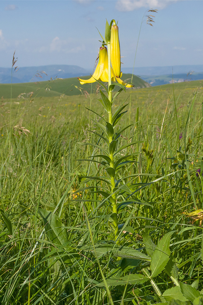 Image of Lilium monadelphum specimen.