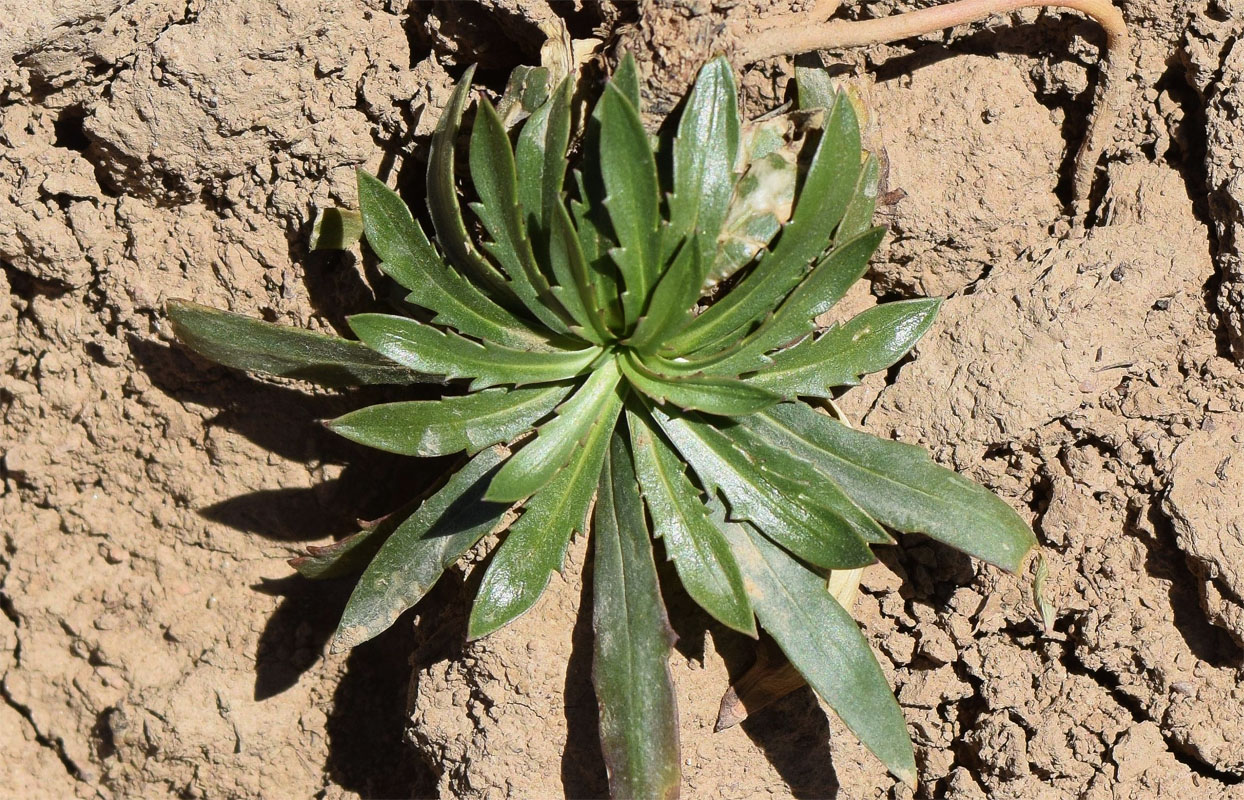 Image of Lagotis korolkowii specimen.