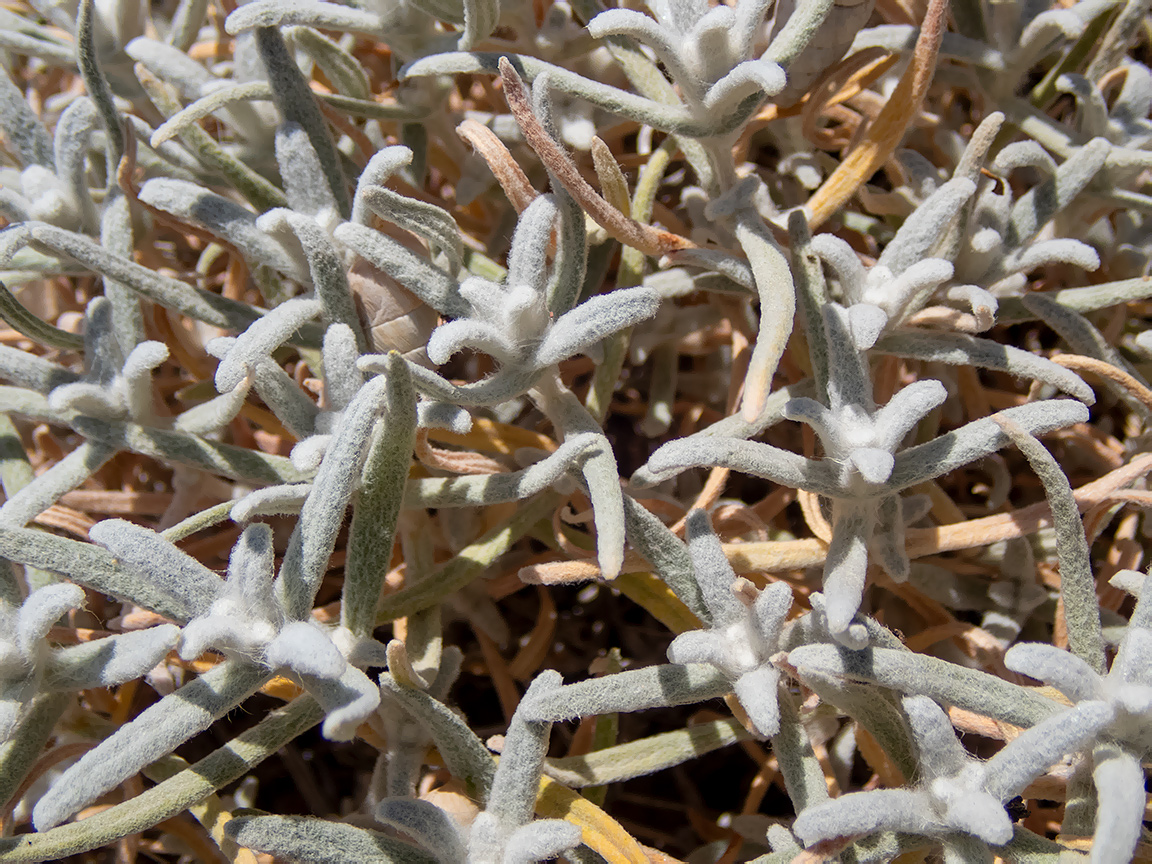 Image of Cerastium biebersteinii specimen.