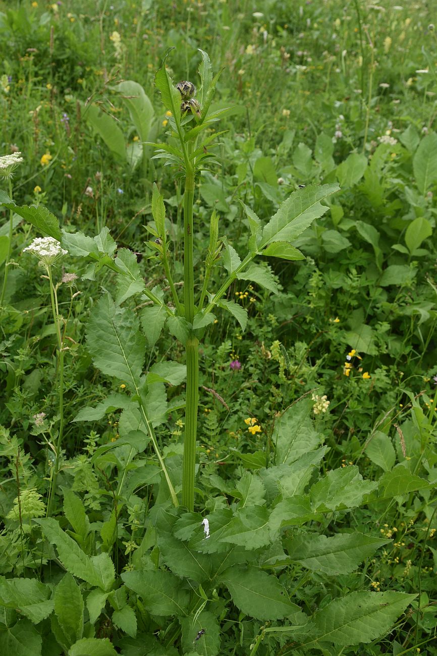 Image of Cephalaria gigantea specimen.