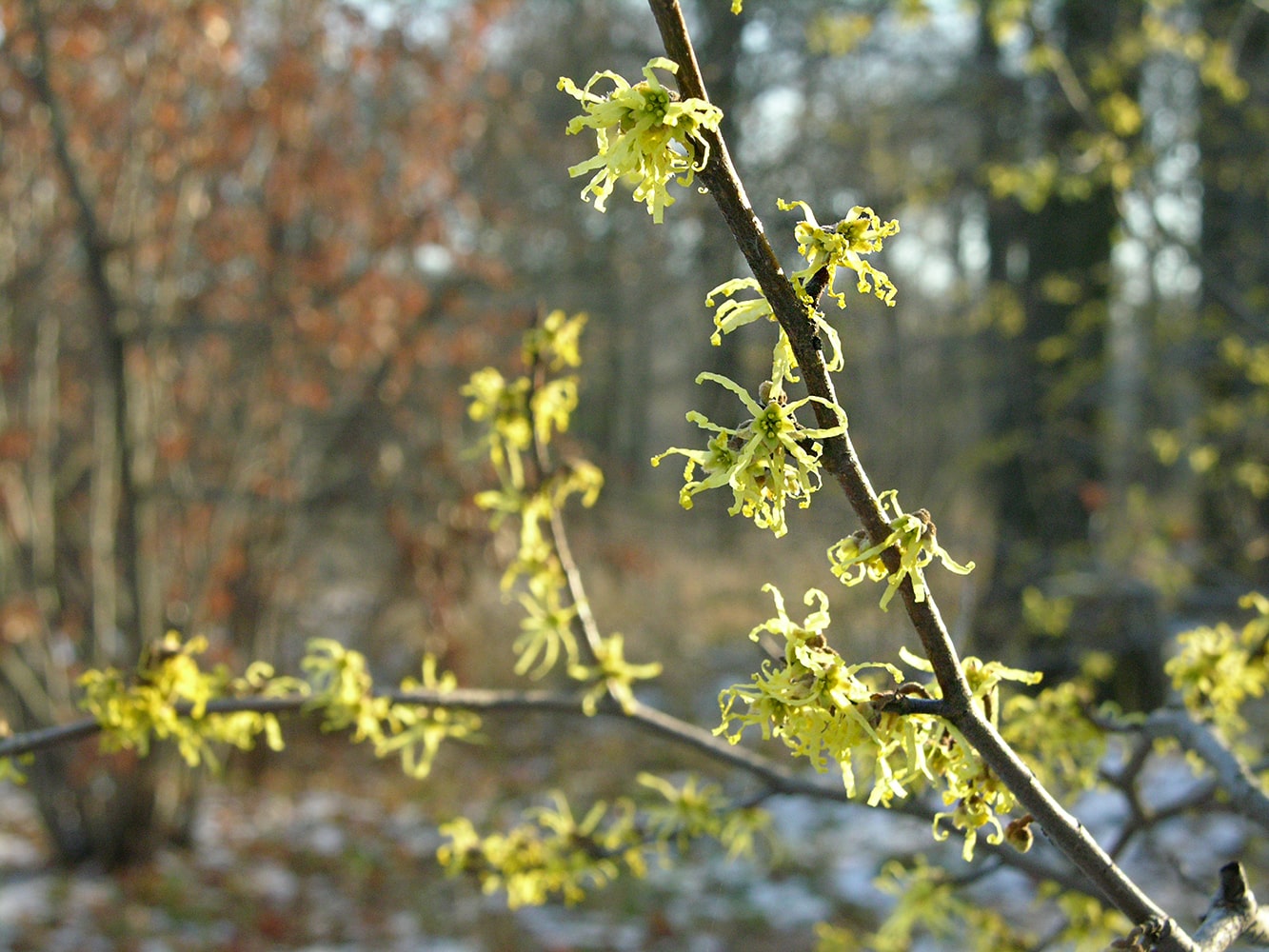 Image of Hamamelis virginiana specimen.