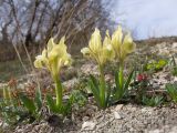 Iris pumila