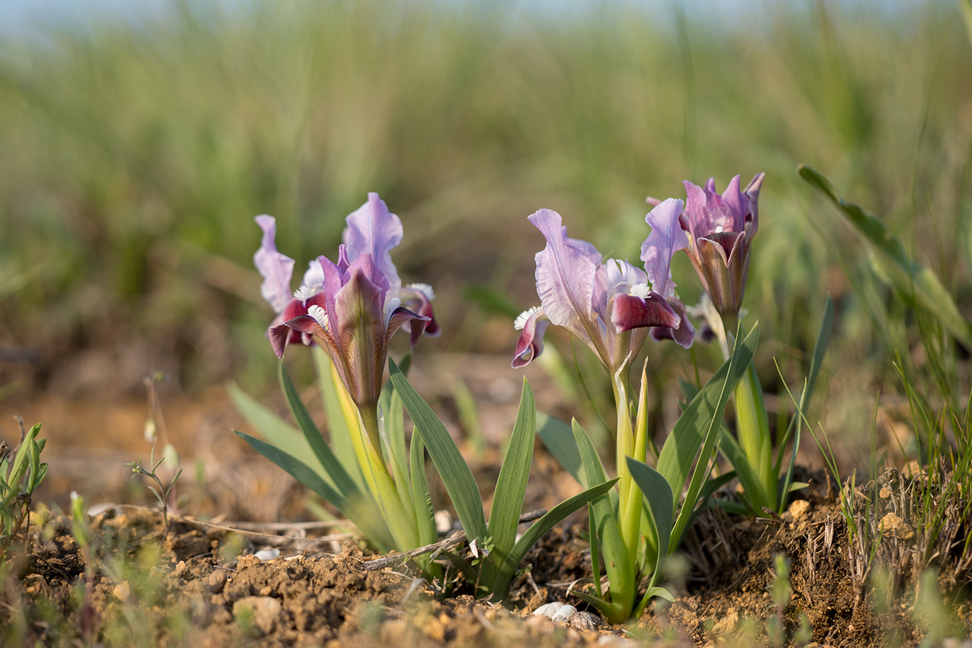 Image of Iris pumila specimen.