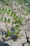 Смотреть изображение Astragalus guttatus