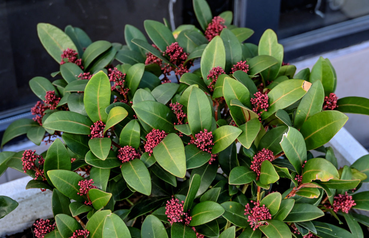 Image of Skimmia japonica specimen.