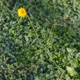 Смотреть изображение семейство Asteraceae
