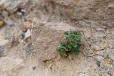 View full-size image Trigonella arcuata