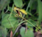 View full-size image Juncus tenuis