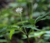 View full-size image Anemone reflexa