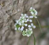 View full-size image Lepidium vesicarium