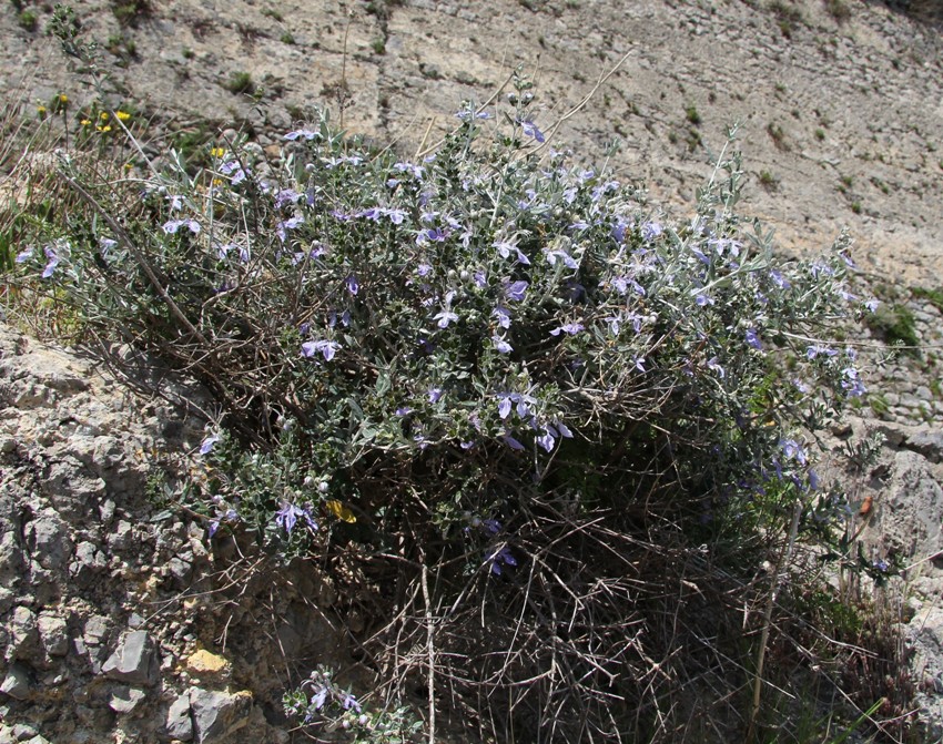 Image of Teucrium fruticans specimen.