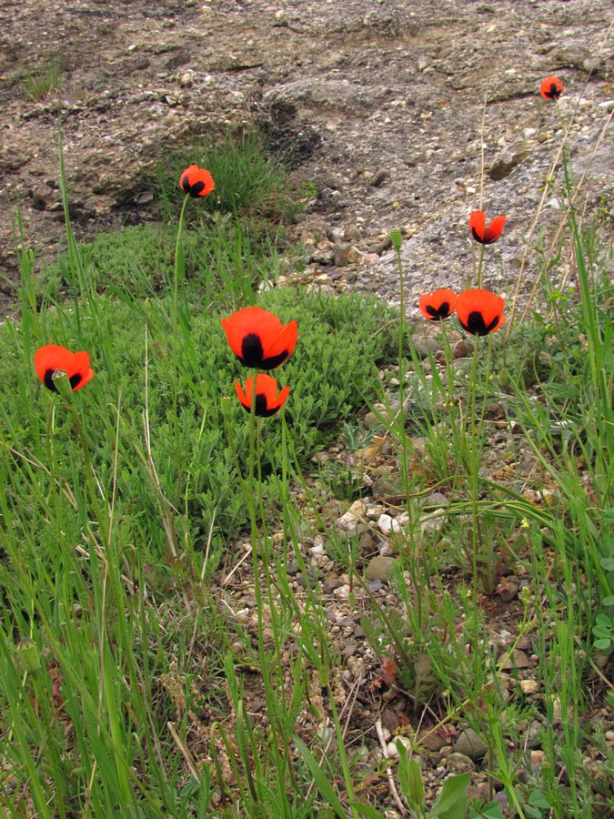 Изображение особи Papaver stevenianum.