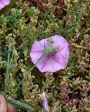 View full-size image Convolvulus cantabrica