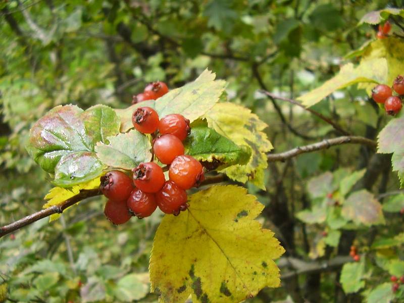 Image of Crataegus chlorocarpa specimen.