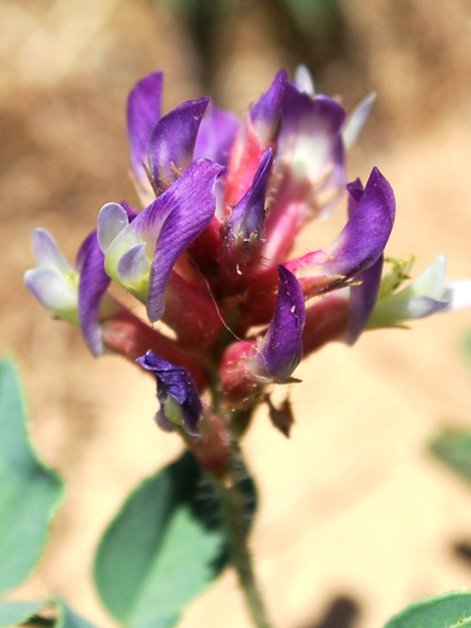 Изображение особи Glycyrrhiza hispida.