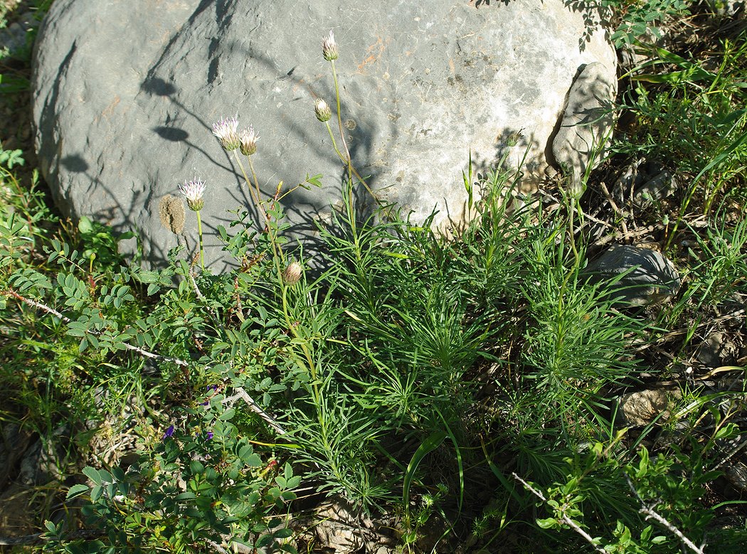 Image of Jurinea suffruticosa specimen.