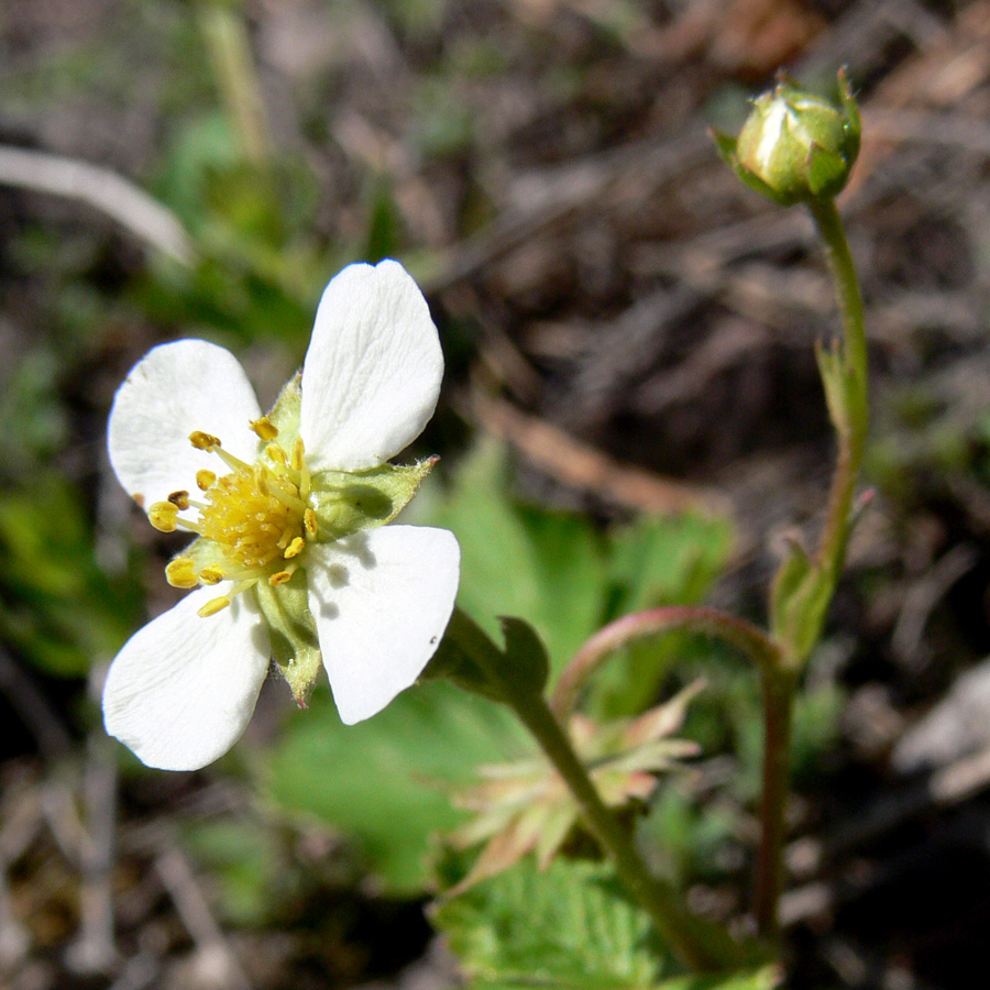 Image of Fragaria vesca specimen.