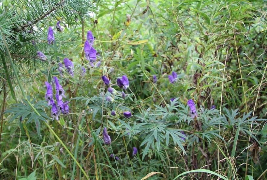 Image of Aconitum volubile specimen.