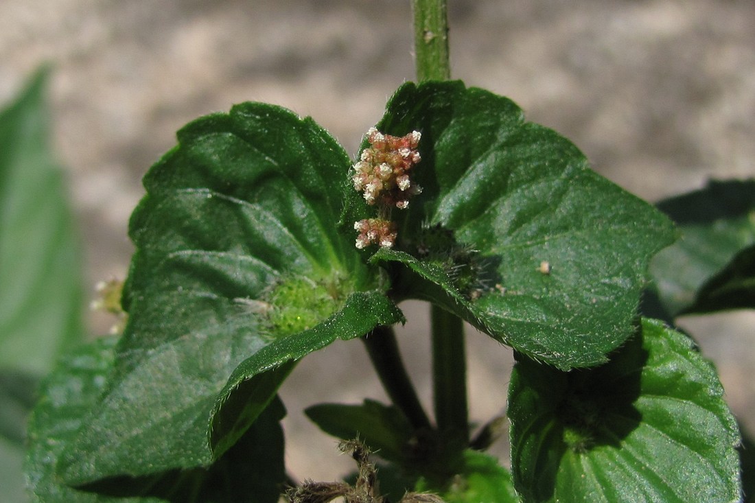 Image of Acalypha australis specimen.