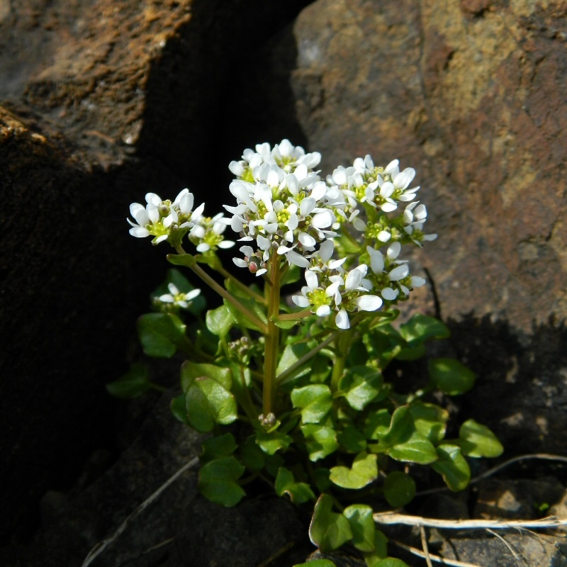 Image of genus Cochlearia specimen.