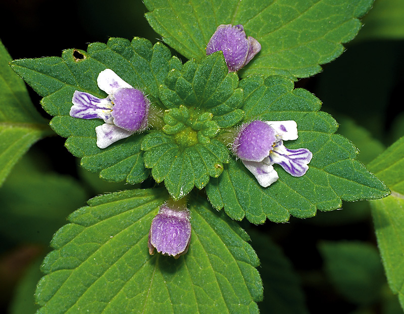 Image of Galeopsis bifida specimen.